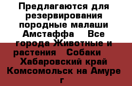 Предлагаются для резервирования породные малаши Амстаффа  - Все города Животные и растения » Собаки   . Хабаровский край,Комсомольск-на-Амуре г.